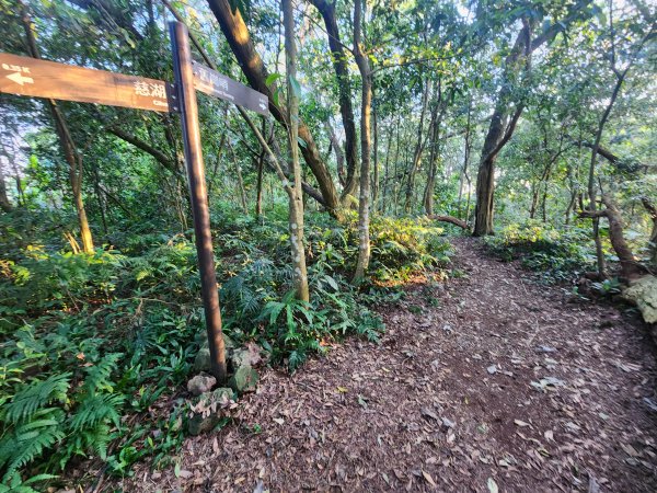 20250323慈湖草嶺山 ~ 五寮尖2781009