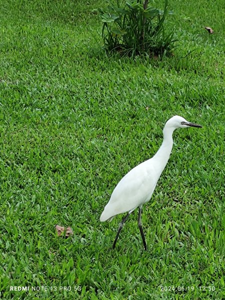 大安森林公園、安湖三號公園【走路趣尋寶，全臺齊步走】2530642