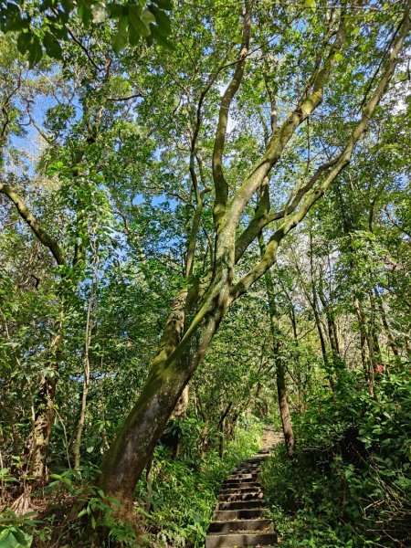 2023.12.14 紅淡山2826462