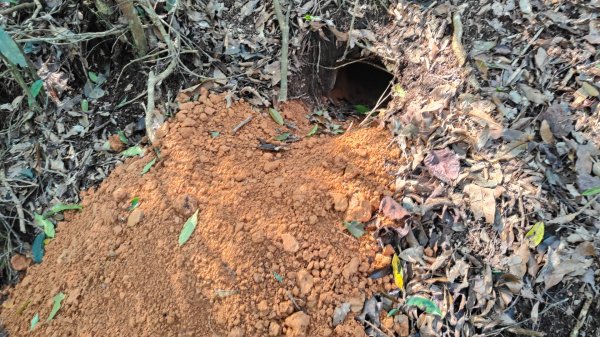 田良井山六連峰(屏東三地門) 探勘初體驗2025年3月9日2731531