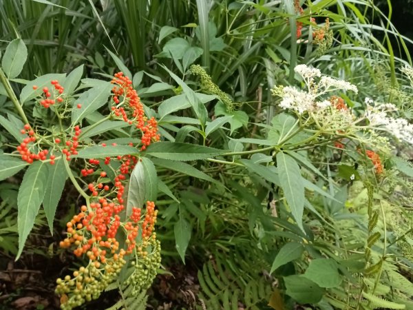 雙溪區中坑古道西線+中坑西山+內盤山土地公廟+中坑古道P字走2895308