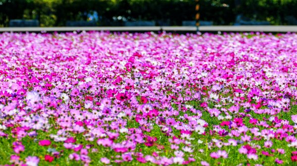 富岡仙草花2942413