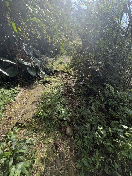 20251122大湖尖山步道(啟登直上第三涼亭)2944508