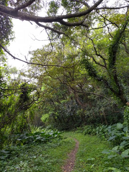 龜山大坑桐花步道-陳厝坑山O形904654