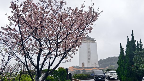 #中山樓 #陽明公園 #十八份 #吉野櫻 #墨染櫻（花葉同開） #山海觀馬場 #黃花風鈴木3011429