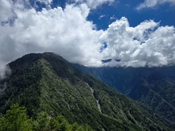 塔塔加步道（大鐵杉登山步道）2883114