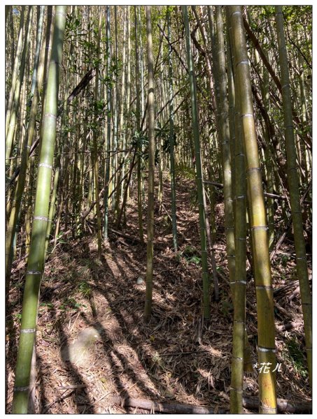 那羅山、煤源山、凌空廊道連走2684217