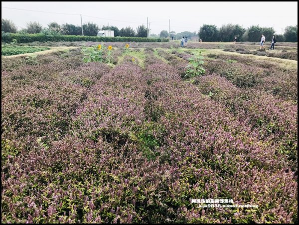 隱藏版仙草花秘境禾山田農場仙草花海免費拍1182289