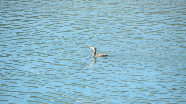《台中》落雨松季｜石岡挑物古道O繞下情人木橋202501122687661