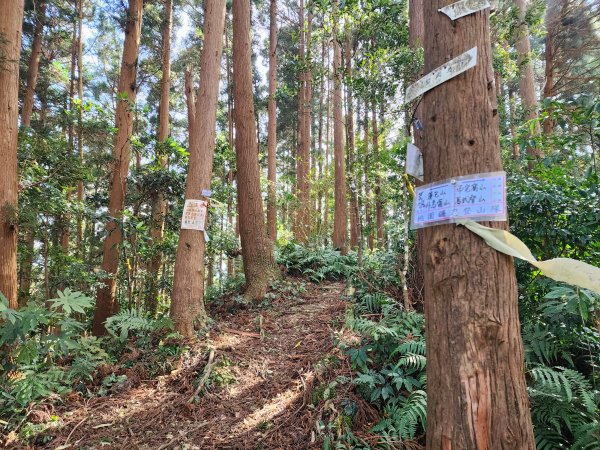 20240107而完窩山蓮包山O型2424346