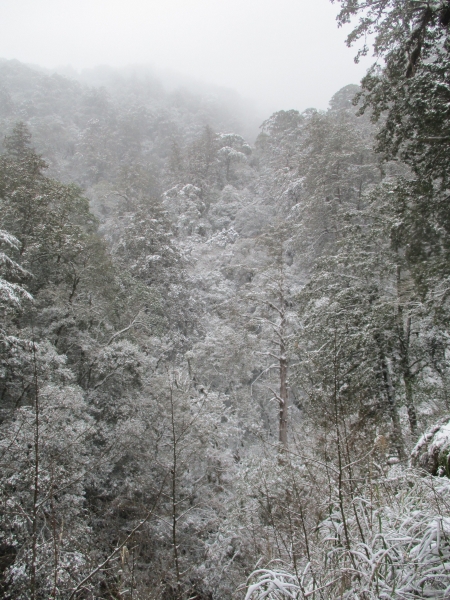 拉拉山之雪263079