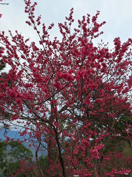 樟之細路RSA45(協雲宮至沖庫山來回)+和興山202501312702838