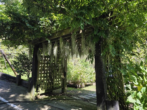 [皮皮獅探險隊-09/10] 2025_0816 野馬瞰山步道2862667