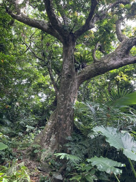 紅頭山大天池2893968