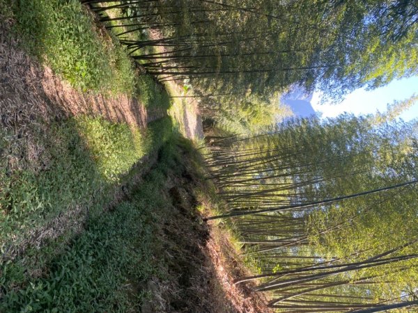 鹿谷大崙尾山、和雅挑竹古道7號、和雅挑竹古道6號O型走2425947
