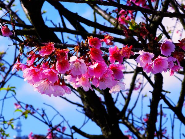 季節限定：2017陽明山平菁街櫻花開115317