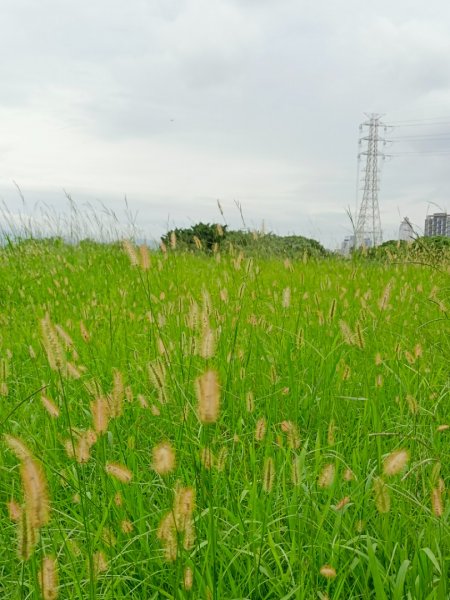 台北大縱走第八段2275101