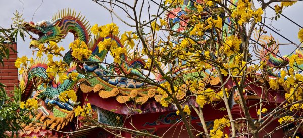 #西龍巖寺 #八里療養院 #黃花風鈴木 #青帶鳳蝶 #虎山 #101大樓  3/133014401