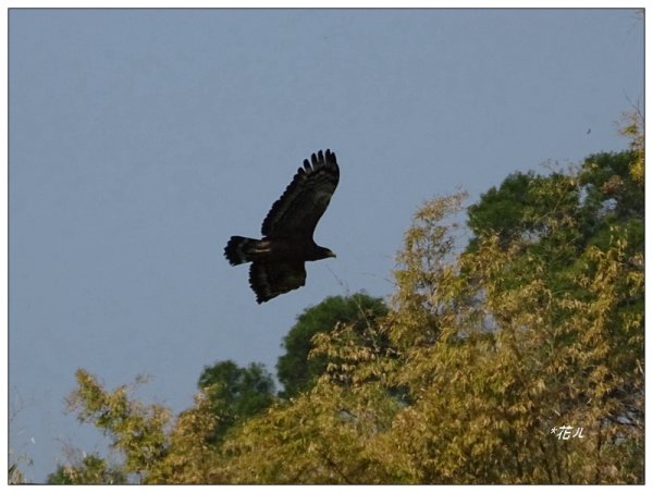 東南坑山(台中-太平)1279628