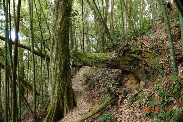 南投 信義 西巒大山1922268