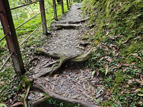 2025_0713 拉拉山神木群步道2837377