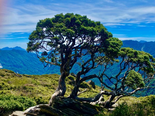 合歡山七連峰的空中花園賞花趣3073102
