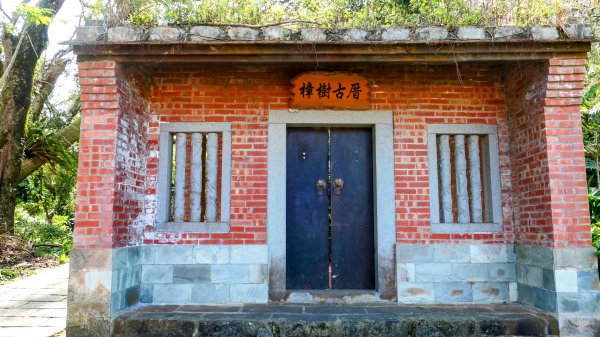 《踏莎行・貓空魯冰花》2710662