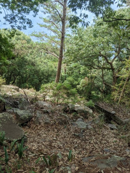 走進森林蓊鬱天地－德芙蘭_東卯山步道3021296