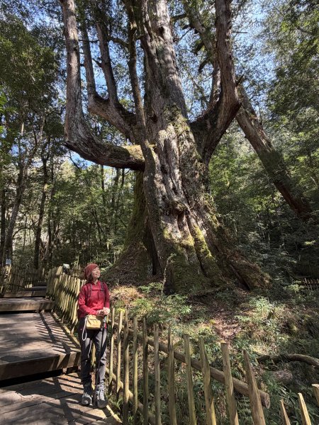 司馬庫斯巨木步道+櫻花祭202602193009442