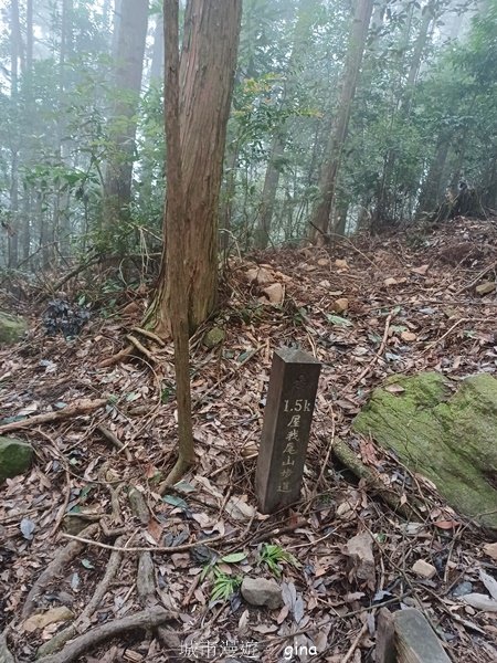 【台中和平】迷霧山林。 谷關七雄~屋我尾山(大雪山北登山口)2339078