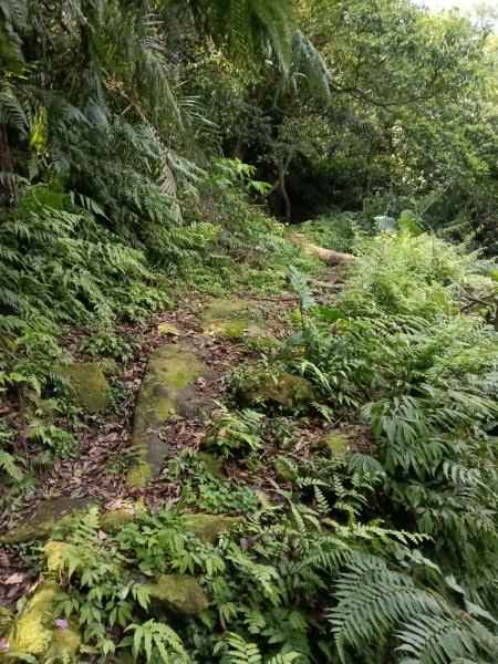 五指山古道+友蚋山南峰2757044