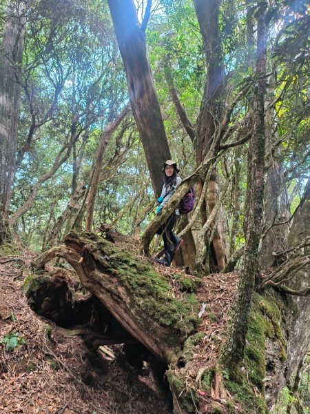 1130511夫拉縱走2500168