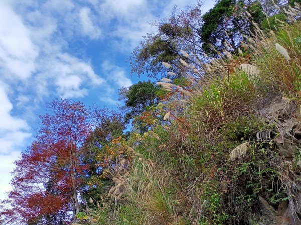 【百大必訪步道】霞喀羅國家步道-芒花爭妍