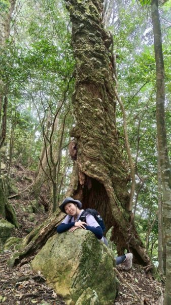 加里山（大坪登山口-杜鵑嶺-避難小屋）