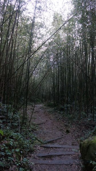 馬那邦山之楓222160