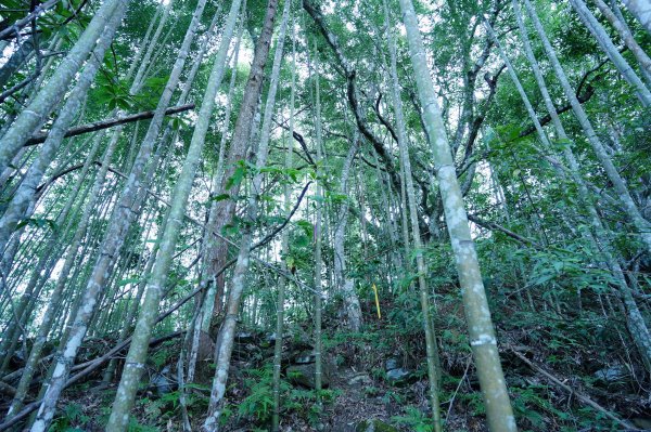 新竹 五峰 清泉山、民都有山2633686