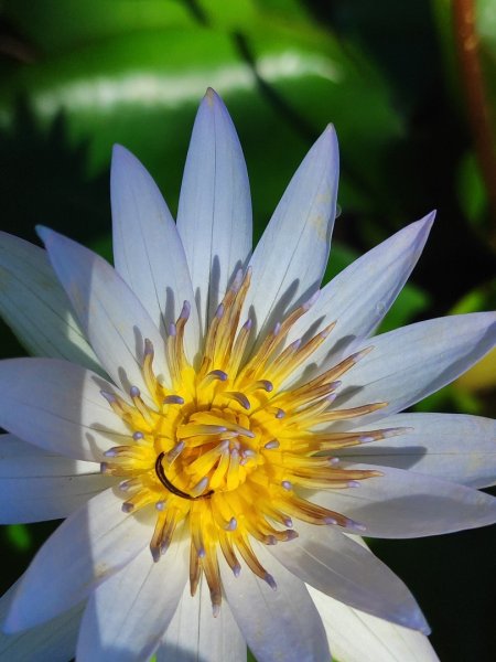 後花園散散步2936586