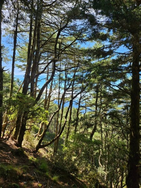 20240714🌞嘉明湖國家步道-向陽山⛰️2551352