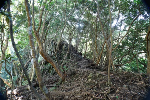 台中 和平 南松鶴山、八仙山、東松鶴山2877945