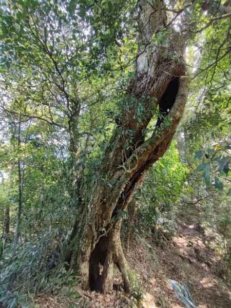 溪頭鳳凰山-小百岳#53-南投縣鹿谷鄉2487125