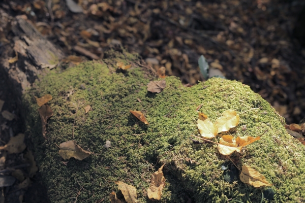 稍來山：而它就在那⋯