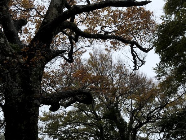 內鳥嘴山北得拉曼神木山毛櫸變色20201108封面