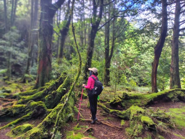 稍來小雪山國家步道、船型山、鞍馬山、鞍馬山東北峰、天池、雪山神木2799848