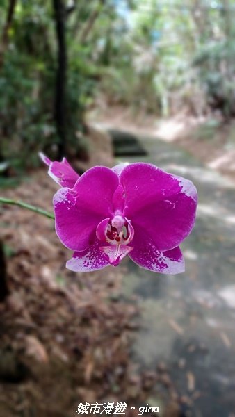 【南投草屯】蝴蝶紛飛可惜抵擋不了低海拔蚊子攻擊。 虎山步道x中興新村2856635