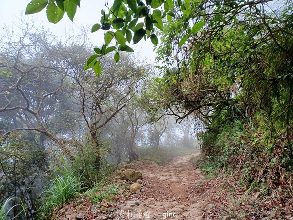 【台南白河】雞籠山+九龍山+大凍山O繞縱走2797165