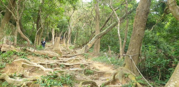 飛鳳山 觀日坪古道1752053