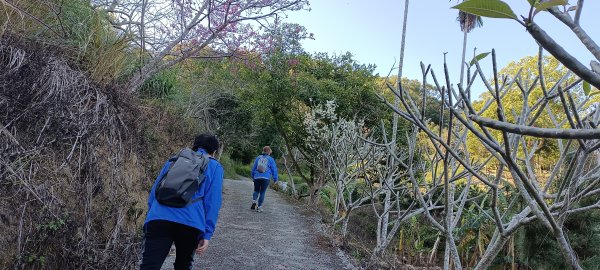 20240213_后里觀音山+鳳凰山步道2426659