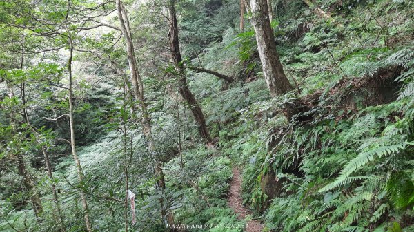 《新竹》斷崖神木｜北得拉曼步道小P繞202510172917573