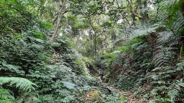 《台中》觀九九峰｜霧峰青桐林生態步道群202511092932229
