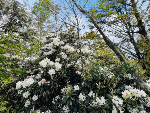 1110424鳶嘴稍來步道杜鵑花1690126